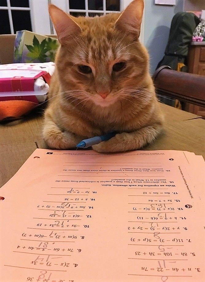 DontShowYourCat's tweet photo. private tutor https://t.co/rE2DsHyD8Y
