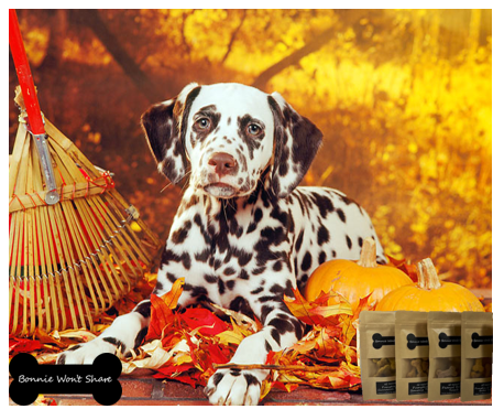 won_share's tweet photo. https://t.co/2ozeZgBwMM

#dogs #dogsoflinkedin #dogsoffacebook #Puppies #dogsoffacebookofinstagram #doglovers #tasty #dogsofinstagram #bonniewontshare #fresh #fall #autumn #pumpkin #pumpkinspice #cinnamon https://t.co/qGq9GgkxUg