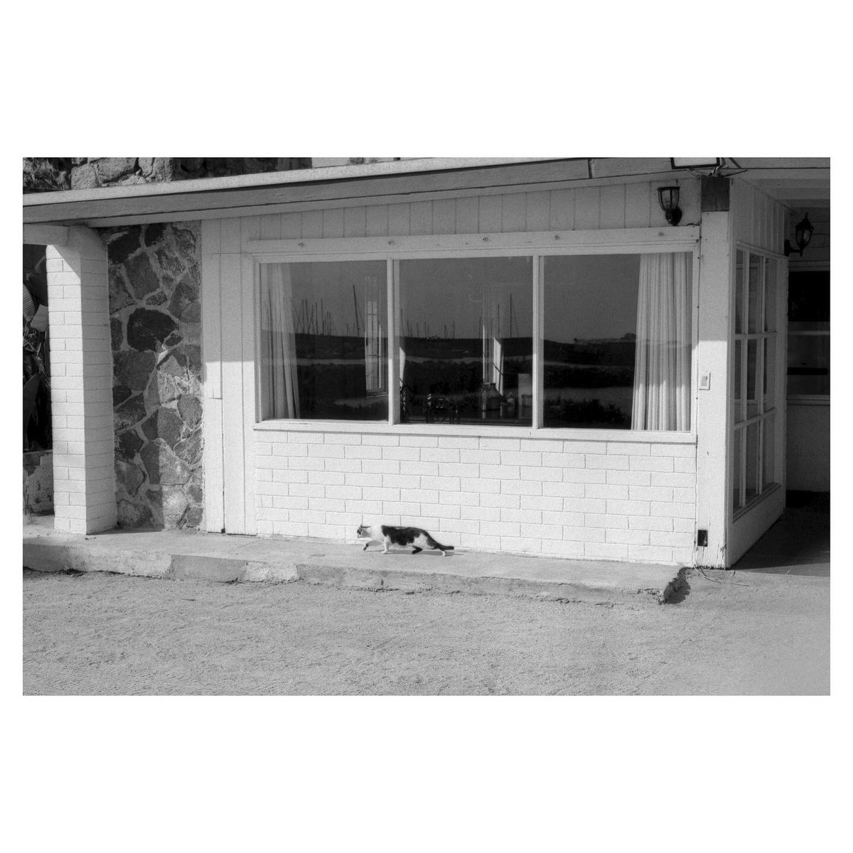 24__Exposures's tweet photo. #kitty #cat taking a stroll near the #seaside residences. Shot on #film #nikon #f100 with @CineStillFilm #cinestillbwxx #bwxx in #ensenada 
.
.
 #filmphotography #analog https://t.co/DKNliXwynF