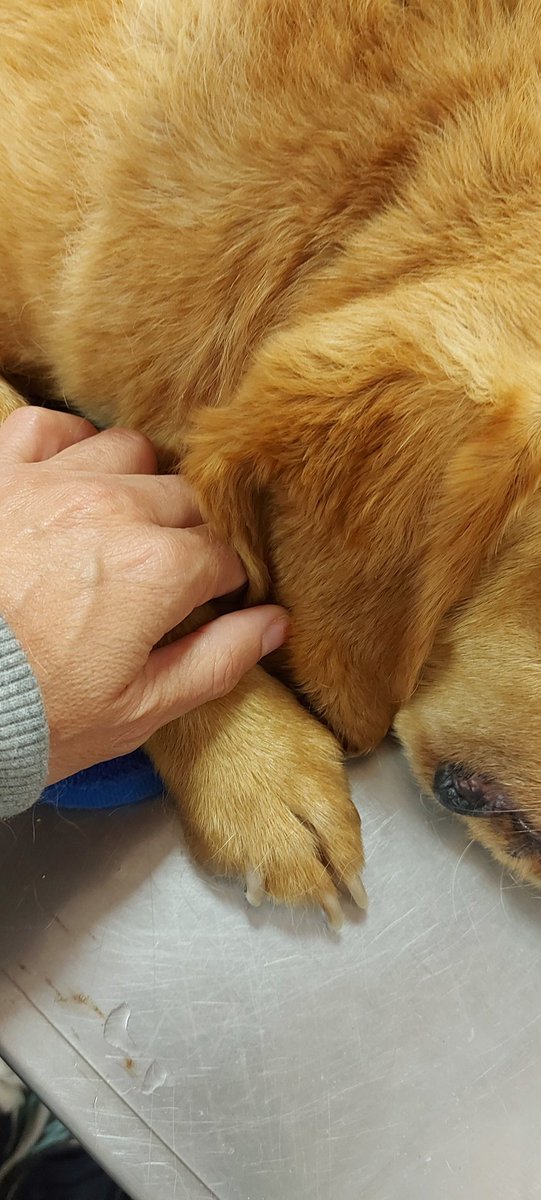PaciosSonia's tweet photo. Hoy te vas al cielo, con la suerte de saber que estarás muy bien acompañado con quien te cuidaba, te daba de comer y que estoy segura que te está esperando con los brazo abiertos. Algún día volveremos a sonreir juntos los tres. Buen viaje de ida 🐕 https://t.co/5h8k0VfGj2
