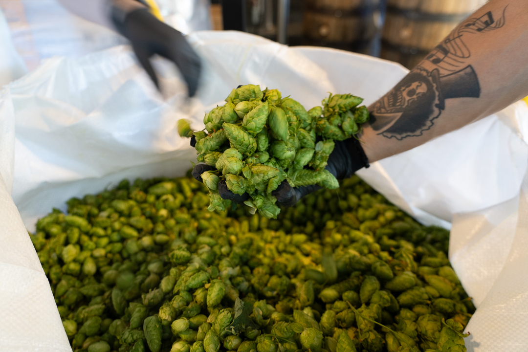 On tap and in cans TODAY, our first fresh hop of the season. What makes these beers so special? They are the freshest beer you can possibly get and they only come once a year. Logan drove to Moxee, WA, before dawn just to get the freshest of the freshies for us!