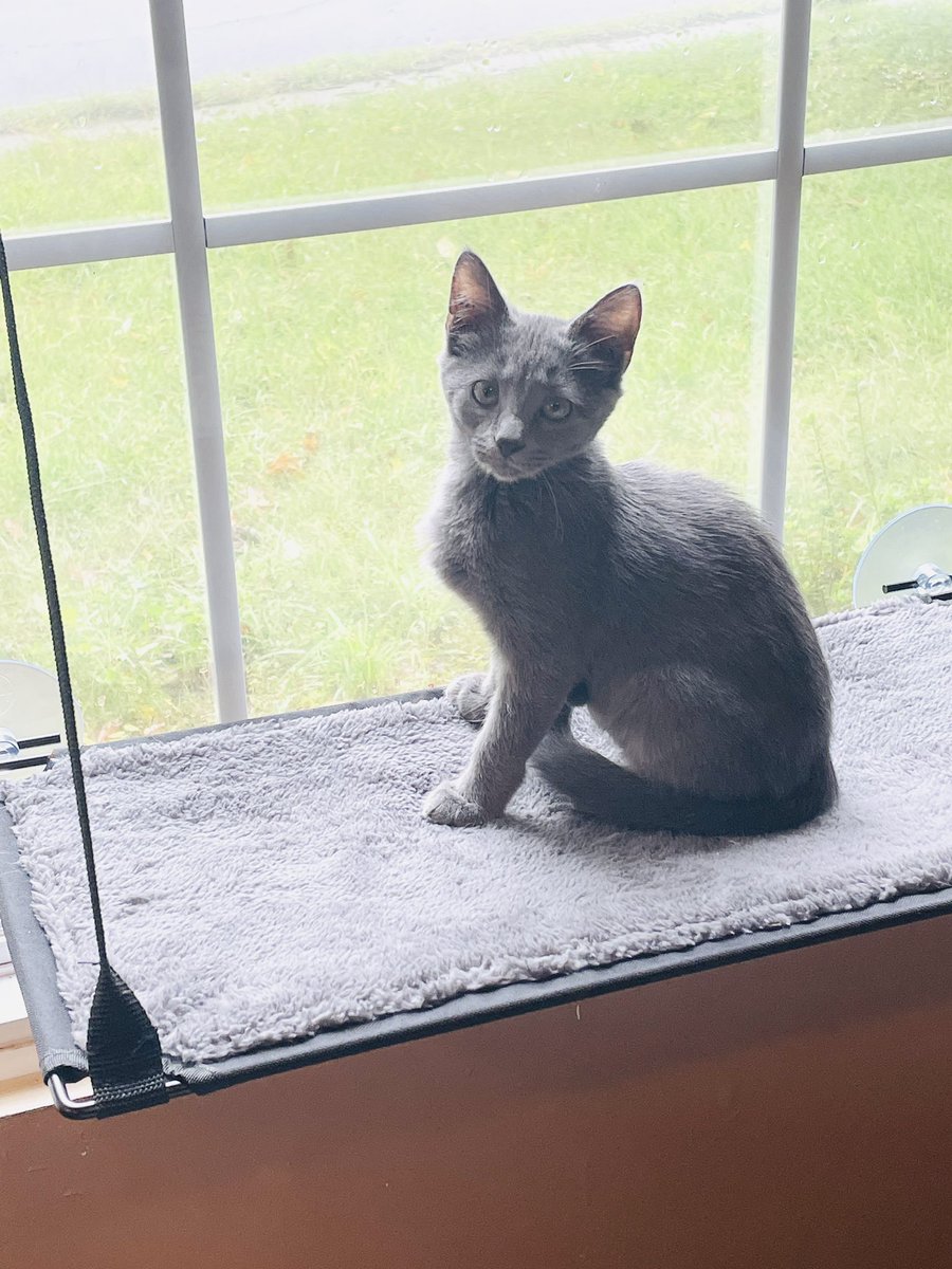 I ❤️ my Kitty-Sill #CatsofTwittter #CatsOnTwitter #Cat #KittensOfTwitter #Kitten #Meow #AdoptDontShop