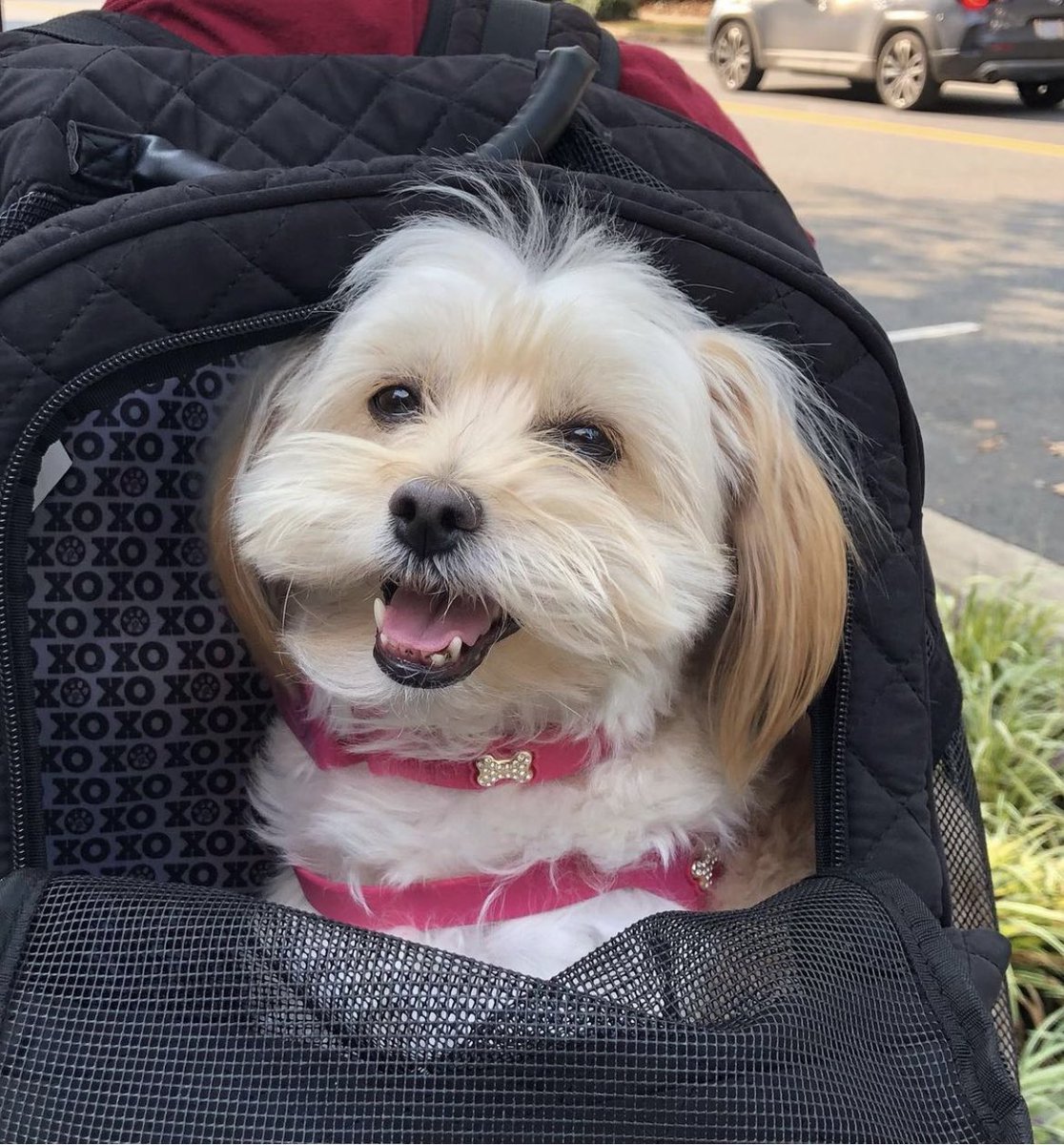 typetcollection's tweet photo. Traveling with you is my favorite thing to do! ππΎ
@sweetriesling
#typetcollection #trishayearwood #DottiesYard #putitinthecart #greatpetliving #dogsofinstagram #doglover #travelingwithdogs #dogtravel #dogtraveler https://t.co/sqU9igwgS2
