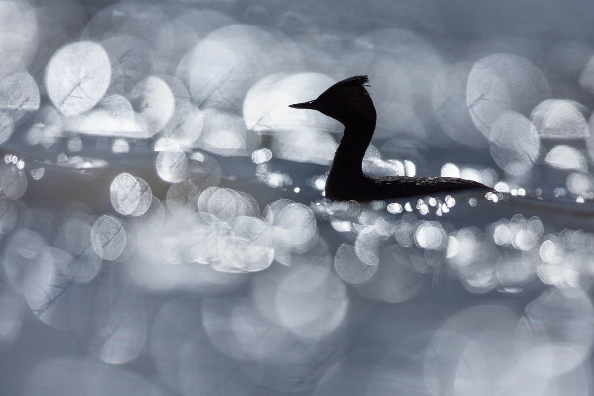 WildArt Photographer of the Year (@wildartpoty) on Twitter photo Our latest top 100 list is out for our ABSTRACTS category - go and take a look at some stunning photography from all around the world such as this from Mary Anne Karren from the US wildartpoty.com/abstracts-top-… <a href="/SwarovskiOptik/">SWAROVSKI OPTIK</a> <a href="/OMSYSTEMcameras/">OM SYSTEM Cameras</a> @vikspics <a href="/Cotton_Carrier/">Cotton Carrier</a> <a href="/fstopHQ/">f-stop | Photography</a> Our latest top 100 list is out for our ABSTRACTS category - go and take a look at some stunning photography from all around the world such as this from Mary Anne Karren from the US wildartpoty.com/abstracts-top-… <a href="/SwarovskiOptik/">SWAROVSKI OPTIK</a> <a href="/OMSYSTEMcameras/">OM SYSTEM Cameras</a> @vikspics <a href="/Cotton_Carrier/">Cotton Carrier</a> <a href="/fstopHQ/">f-stop | Photography</a>