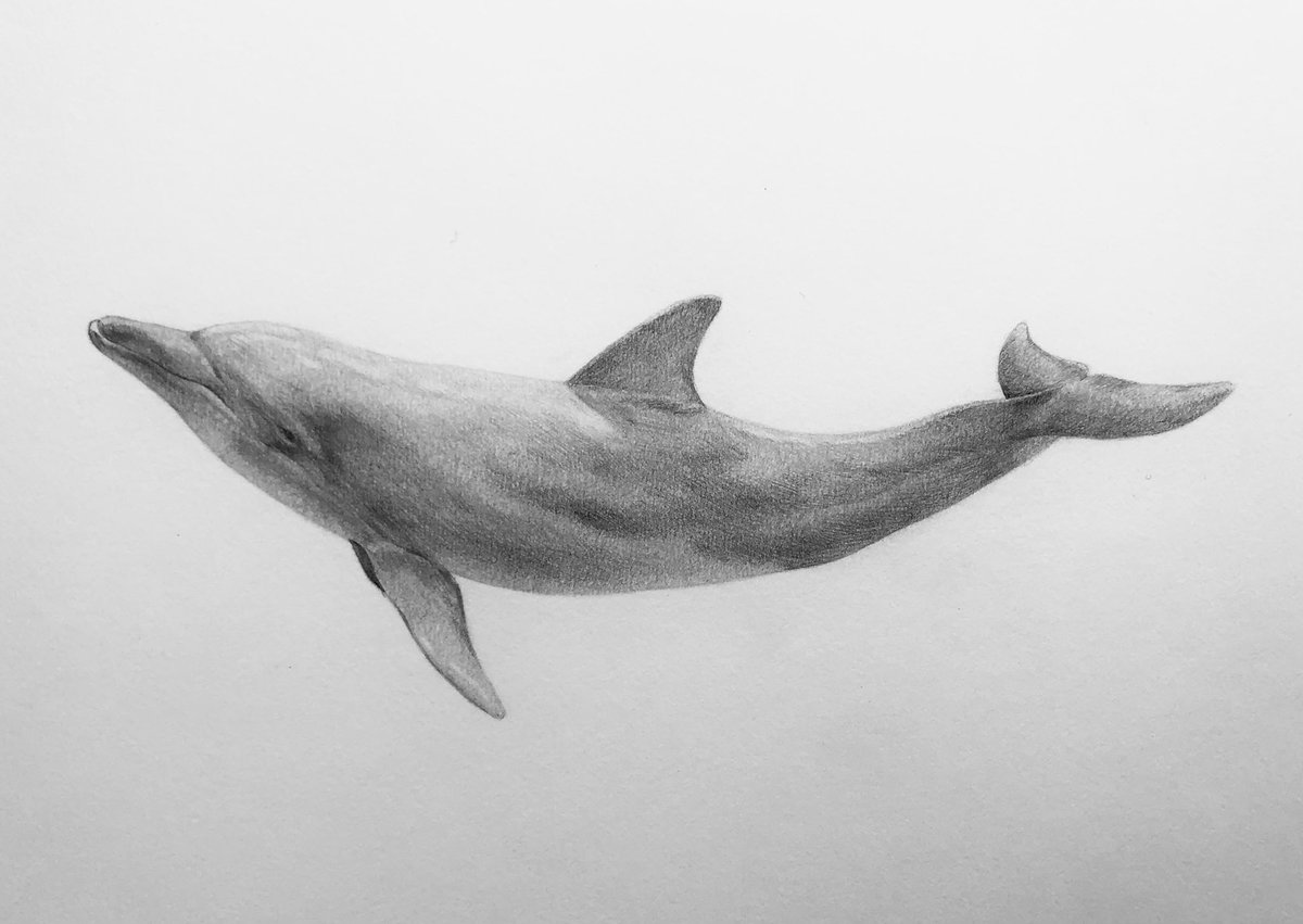 pencildrawing57's tweet photo. pencil drawing #pencildrawing  drawing #drawing pencil art #pencilart art #art artwork #artwork miniature #miniature animal #animal dolphin #Dolphin 鉛筆画 #鉛筆画 https://t.co/Gldq2kcR2Z