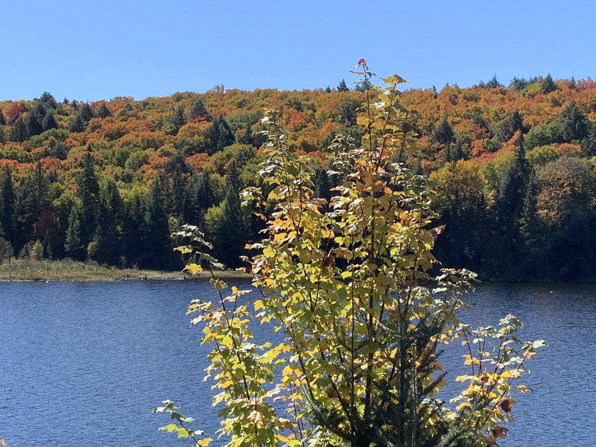 Stephen Virgin tweet media