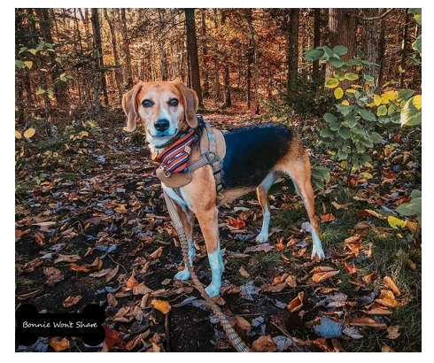 won_share's tweet photo. #dogsofinstagram #bonniewontshare #dogsoffacebook #doglovers #tasty #dogsoffacebookofinstagram #Puppies #dogsoflinkedin #dogs #englishfoxhound https://t.co/h4S4Eqjcbw