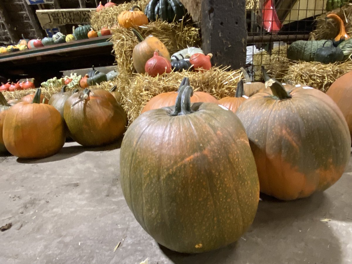 WbOnstaheerd's tweet photo. Pompoenenmarkt. Zaterdag 1 oktober. Tussen 10:00 en 17:00 uur. Pompoenen, soep, koffie en appelgebak, speurtocht. Wees welkom! Singelweg 2 te Sauwerd. #pompoenmarkt #herfst #uitje https://t.co/8ToSRBkbHb