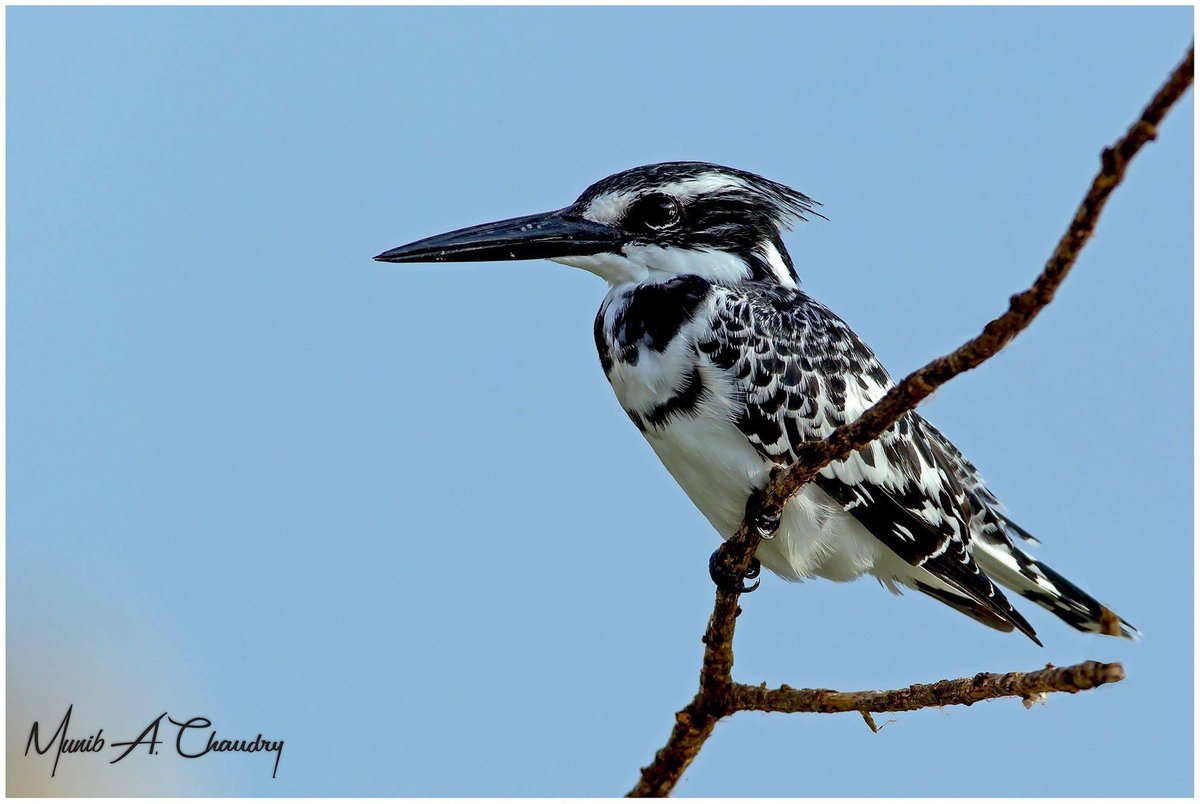 Pied Kingfisher!  
#kingfisher #piedkingfisher #bird #birdphotography #NaturePhotography #wildlife #wildlifephotography #naturelovers #TwitterNatureCommunity #TwitterNaturePhotography #photooftheday #potd #lakebaringo