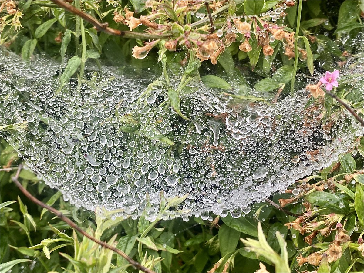DurhamFocus's tweet photo. Super strong webs!! @Naturevolve @Conkernaturemag @bbcwildlifemag #web #naturallystrong #water https://t.co/x6MIr5OUfp
