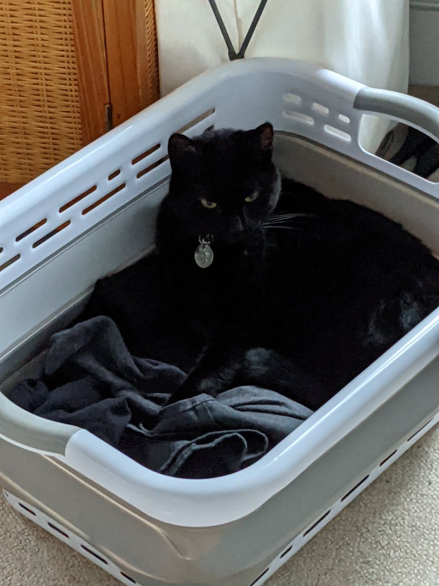 LuluCat95393220's tweet photo. If there's one member of this household who is properly qualified in How To Do A Dark Wash, I think you'll find it's me #laundrycat #blackcats #panfursquad #CatsofTwittter https://t.co/ku54UmXIUv
