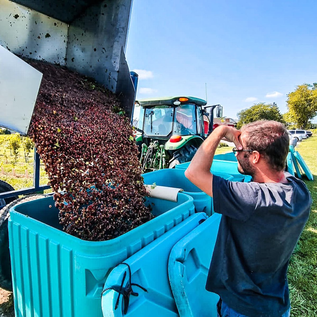 WineCountryOnt's tweet photo. #WineCountryOntario harvest season is something special😍 Have you been loving the harvest content from your favourite wineries? 

Follow your faves to learn about their individual harvest processes to create Ontario #VQA wine.🍷

📸 @BTLwinery https://t.co/32JInKbZu8