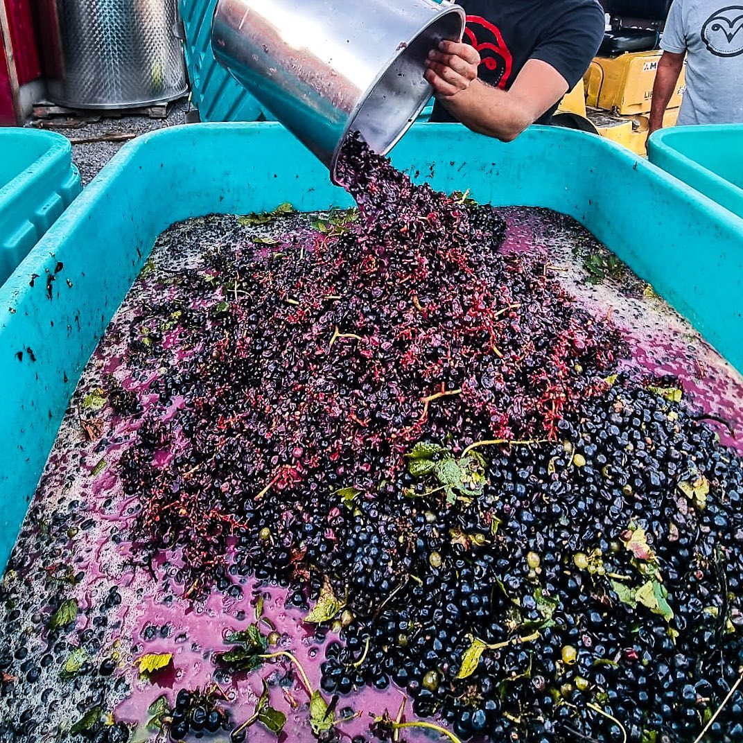 WineCountryOnt's tweet photo. #WineCountryOntario harvest season is something special😍 Have you been loving the harvest content from your favourite wineries? 

Follow your faves to learn about their individual harvest processes to create Ontario #VQA wine.🍷

📸 @BTLwinery https://t.co/32JInKbZu8