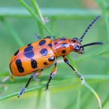 notaRando tweet media