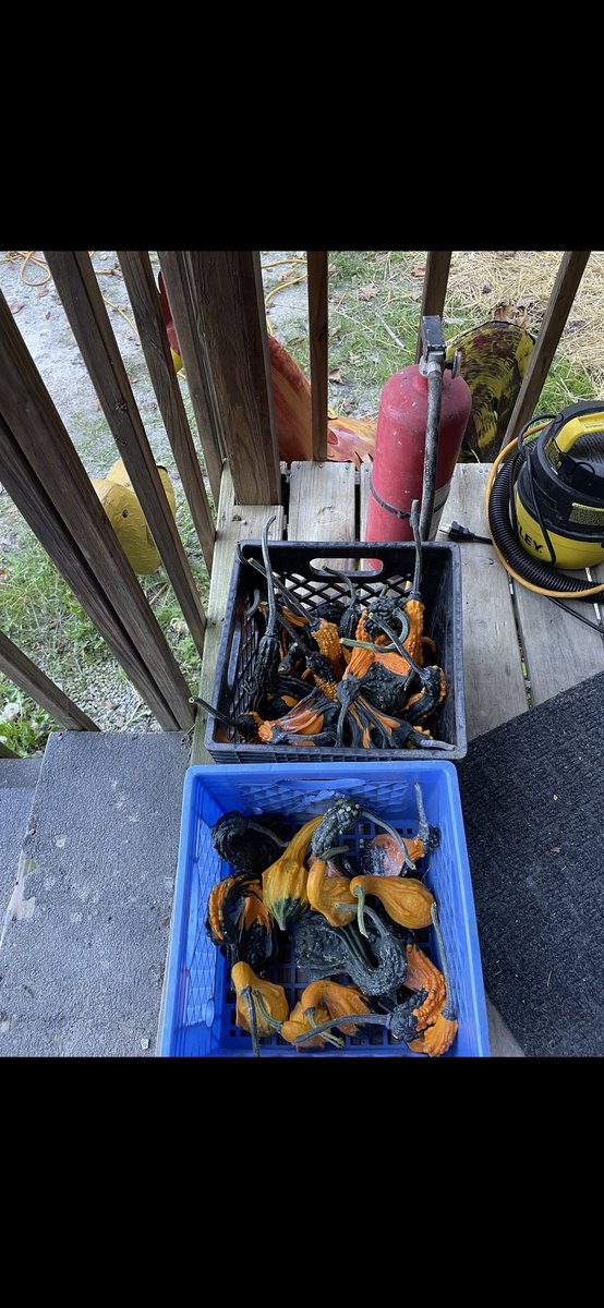 This is some of the gourds we raised this year. <a href="/jmac0615/">Bluebird 🐦 🍋 🎰 👛</a> will sure decorate for fall with these