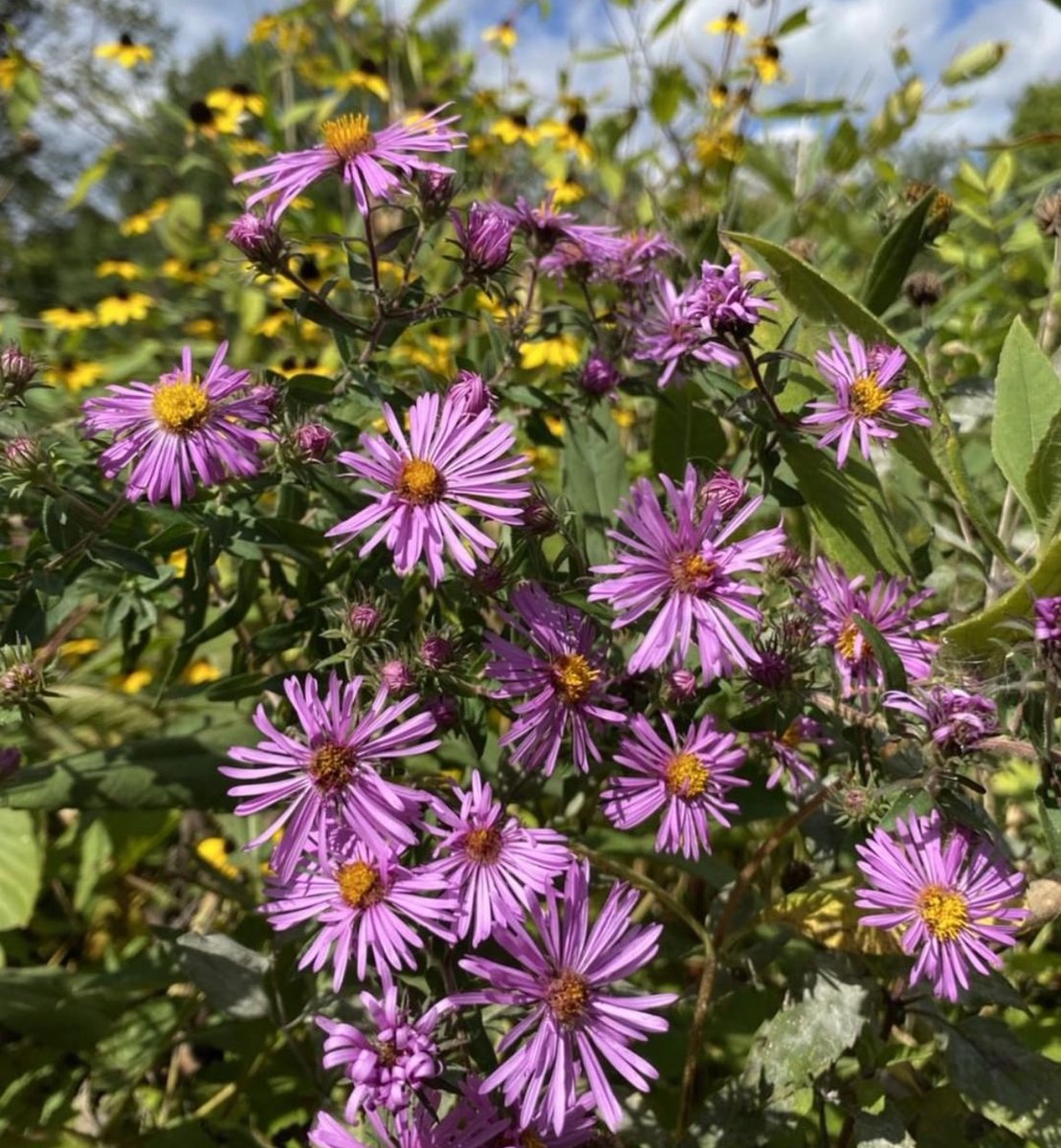PublicGardens's tweet photo. Fall wildflowers are in bloom at the 15-acre Eloise Butler Wildflower Garden in Minneapolis, MN. The garden has over 600 herbaceous and woody plant species. You will find the garden at 1 Theodore Wirth Pkwy. #GoPublicGarden #wildflowers #wildflowergardens #visitmn https://t.co/yN5Kw5E9vz