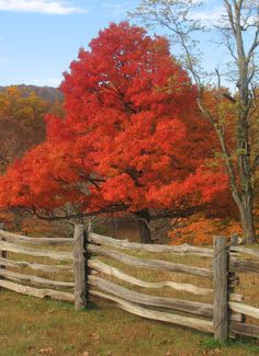Thehappening_rc's tweet photo. #blueridge #virginia #moutain #rockbridgecountyva #fall #colors #parkway #memories #moutainlife #hike #hiking #longwalk #peaceful #attraction #viist #hometown #homemade https://t.co/SSCUZ7pBbt