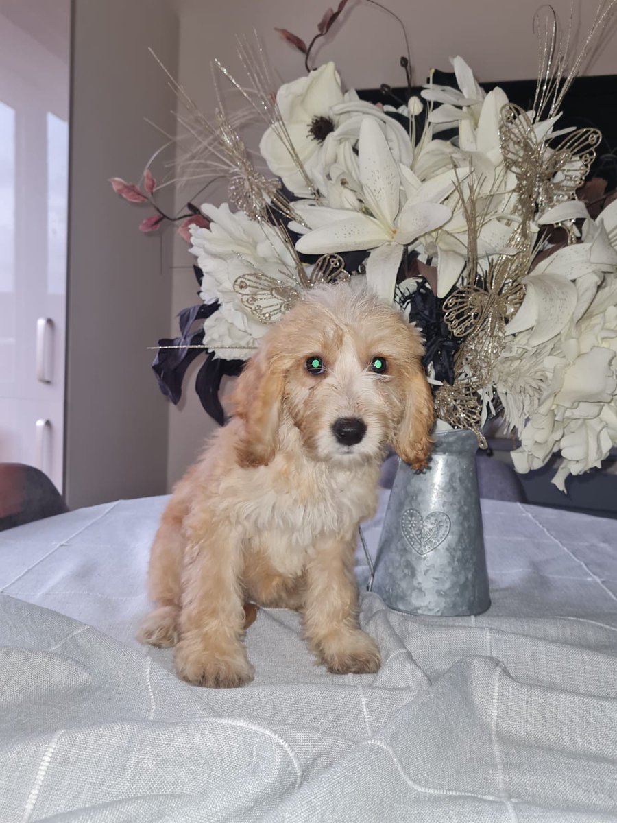 LinbeeDogs's tweet image. Coming this weekend for adoption.
12 week old cockerpoos siblings. 
#RescueDogs 
#AdoptDontShop