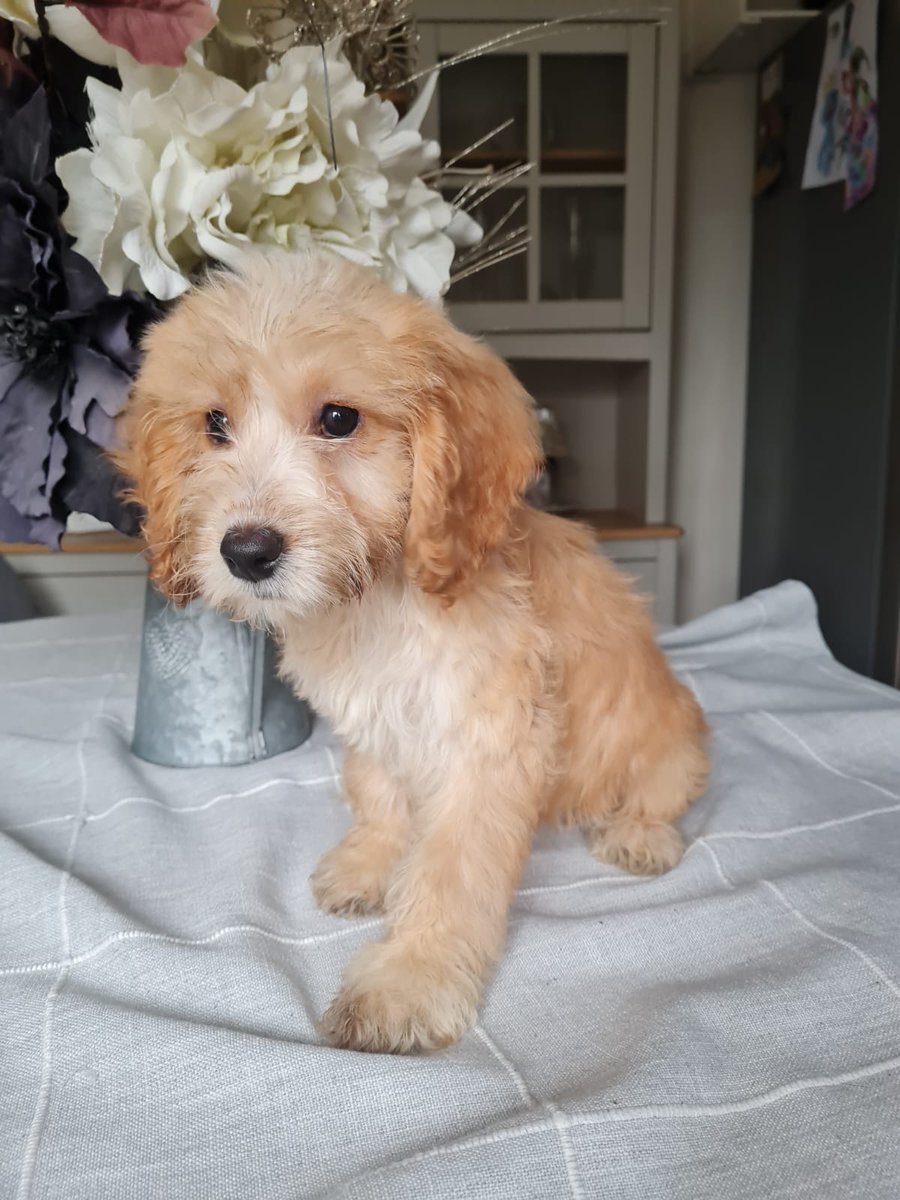 LinbeeDogs's tweet image. Coming this weekend for adoption.
12 week old cockerpoos siblings. 
#RescueDogs 
#AdoptDontShop