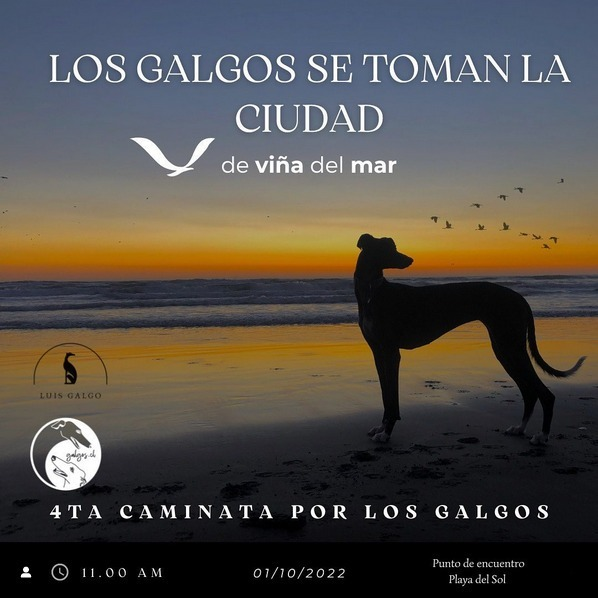 galgoschile's tweet photo. Queridos📢
Todos invitados a la "4ta Caminata por los Galgos"
Nos vemos mañana en Playa del Sol #ViñaDelMar 11am. A visibilizar la crueldad a los galgos en #Chile
Vengan todos con sus perris o sin, para apoyar caminando juntos.
¡Los galgos no están solos!
#NoMasCarrerasDePerros https://t.co/MrV4zPtyl6