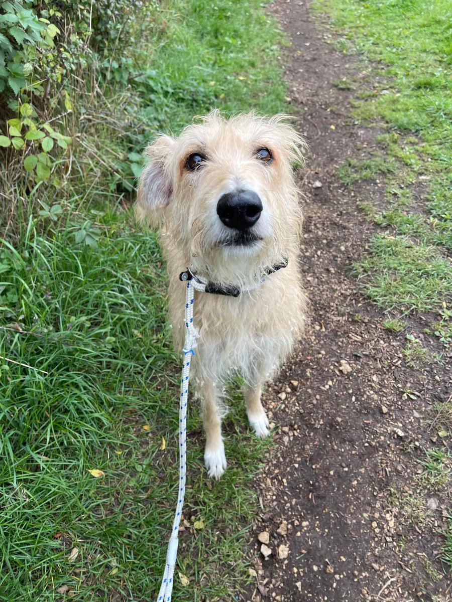 LinbeeDogs's tweet image. Fergus arriving tomorrow for adoption.
4 year-old #lurcher 
#RescueDogs 
#AdoptDontShop