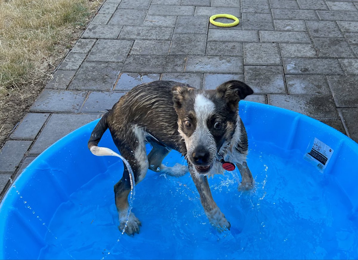 JenThario's tweet photo. @serenawilliams The ten-breed supermutt from the shelter that bathes himself. https://t.co/cRsx748E36