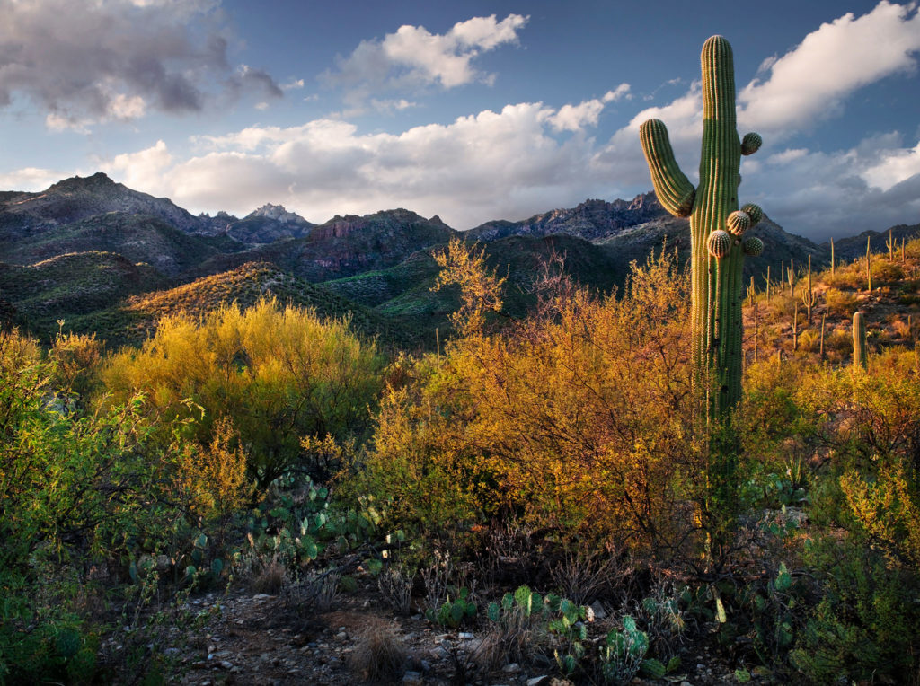 FOTOFORUMSF's tweet photo. 'For The Wild' A Solo Show by Kelly Sena Opening Friday, November 4th, 2022 5-7pm- https://t.co/6sKnkNyjm8 https://t.co/lB4Apw5geC