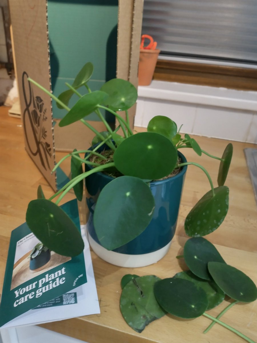 AlexenaCollins's tweet photo. @BloomandWild I bought my husband @nanosheath a Chinese money plant for our 18th wedding anniversary and this is how it arrived today. I know the economy is in a bad way, and I do hope its no reflection on the state of our marriage...can you replace it? https://t.co/ZKAQfy5STH