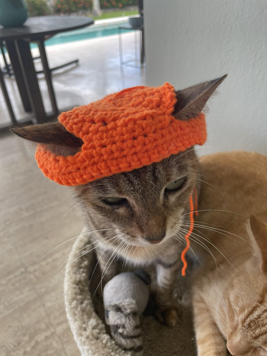 kittyobsessee's tweet photo. Aunty is making us hats and none of us like them but there might be pics soon https://t.co/lbwLoDWHeS