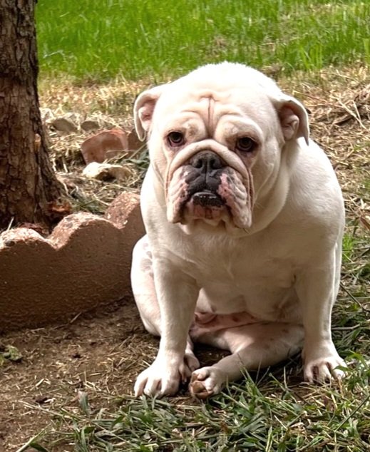 Missing my boys (Titan and Sparty) while they're at training camp😒