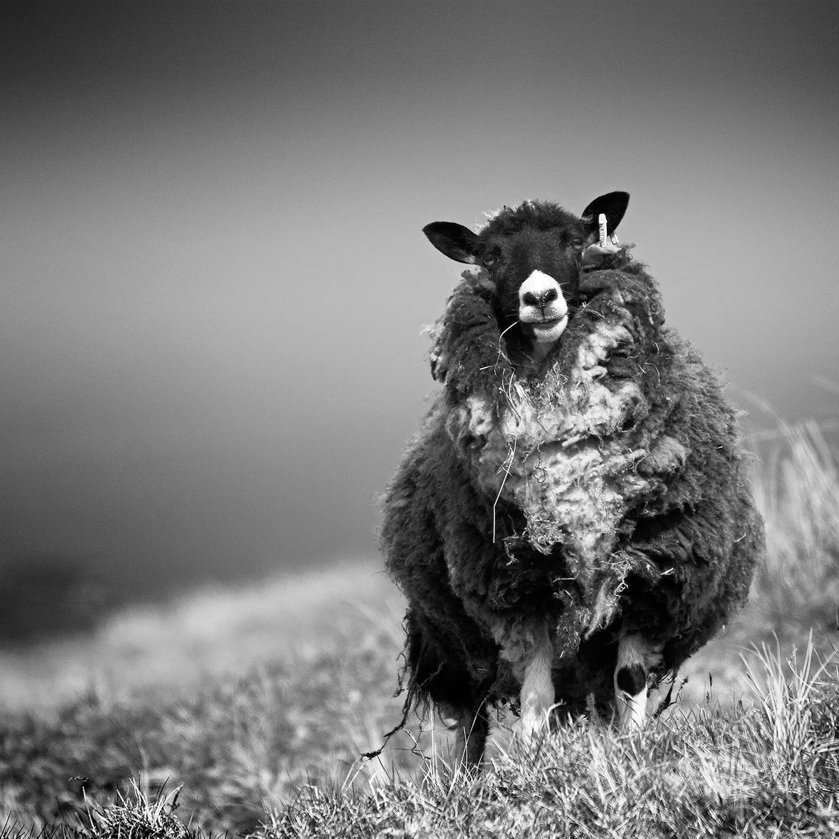 This week is Shetland Wool Week - a celebration of wool from Britain's most northerly native sheep. Explore our Shetland Collection here: buff.ly/2n4G4BF 

#RogerOates #TheArtofFlatweave #WoolWeek #ChooseWool #CampaignForWool #ShetlandWool #Shetland #ShetlandWoolWeek2022