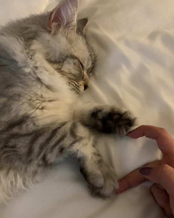 TodoDiaGatinhos's tweet photo. https://t.co/qVI2bTxPQ3