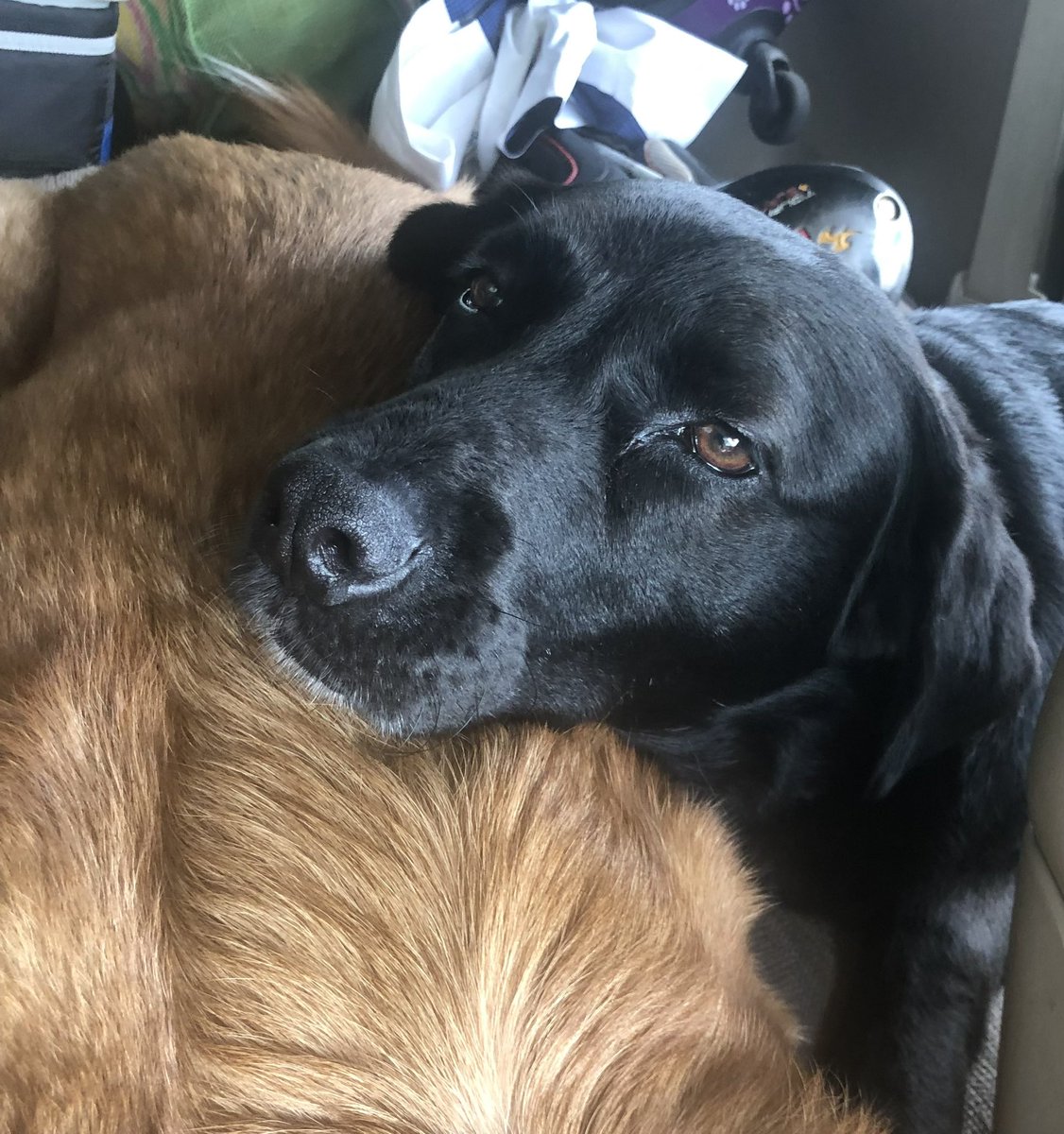 GMcCallButler's tweet photo. @serenawilliams Please adopt! Then you could end up with two cuties like these! https://t.co/HbaJoXdKkN