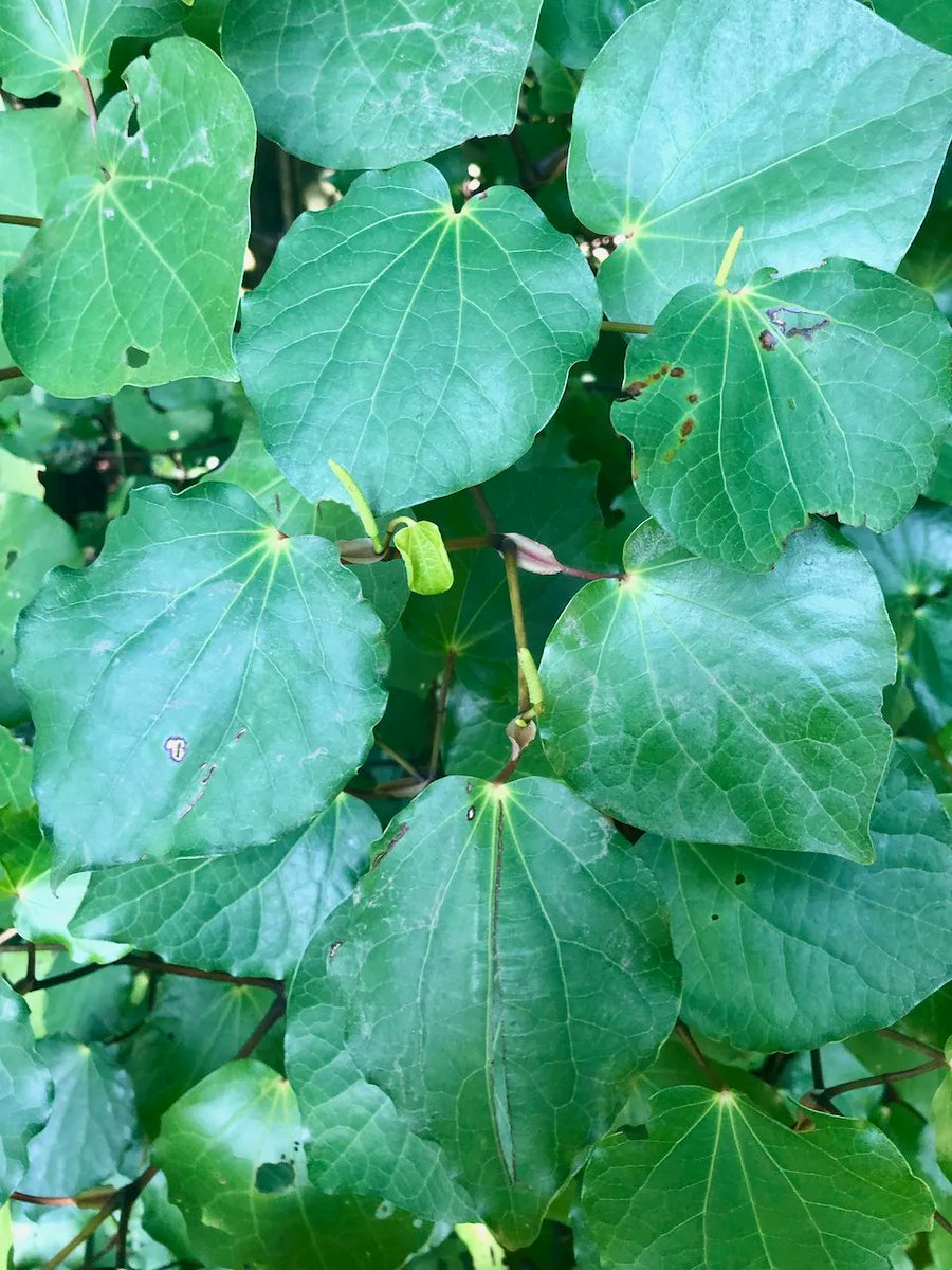 TexanInOz's tweet photo. Piper excelsum subsp. excelsumk commonly called Kawakawa, a native of #NewZealand. A traditional medicinal plant of the Māori. A member of the #Piperaceae family which also contains Black Pepper and Kava.
#NZFlora #NZGarden #Gardening #Natives #NZNative https://t.co/zTbn72hTqh