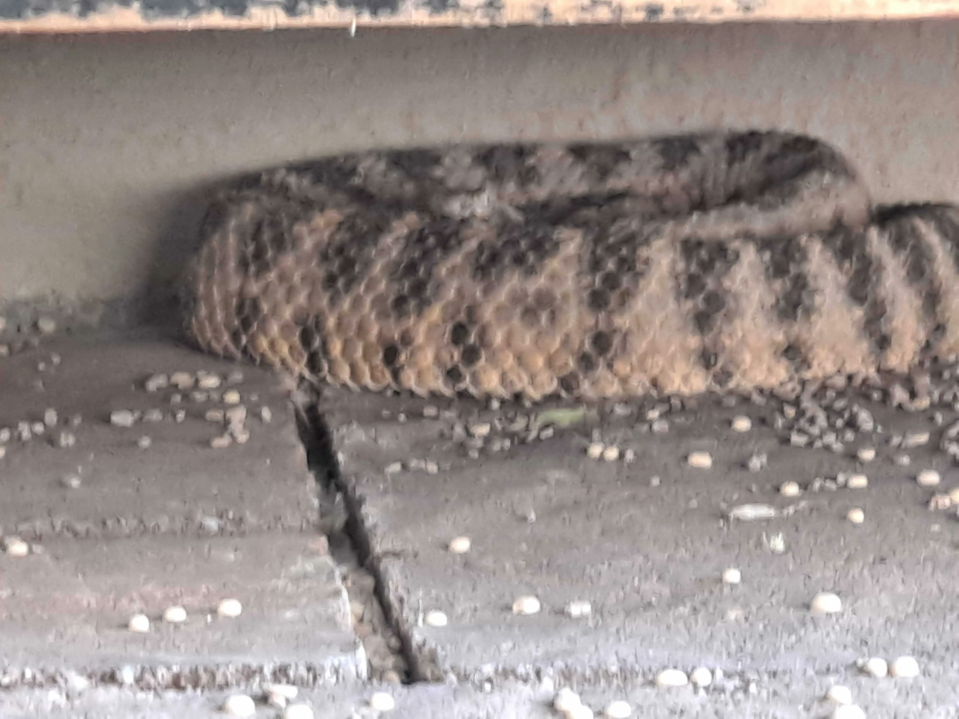 Bryan D. Hughes on Twitter: "A few recent Tiger Rattlesnake relocations