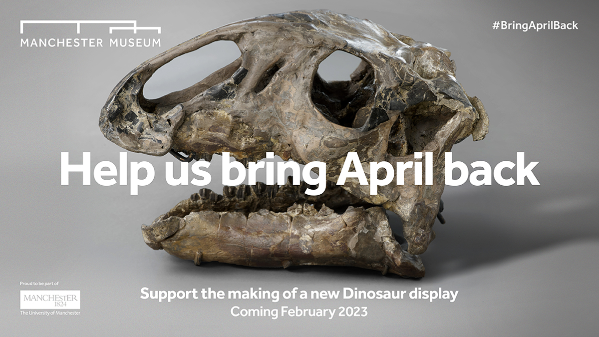 MM_Connects's tweet photo. Something is missing from the museum… help us to #BringAprilBack!

We're raising funds to bring April the Tenontosaurus to a brand new dinosaur display, ready for you to meet @McrMuseum from Feb 2023.

Donate here https://t.co/MeLMsAIwct https://t.co/nM8wAK0frd