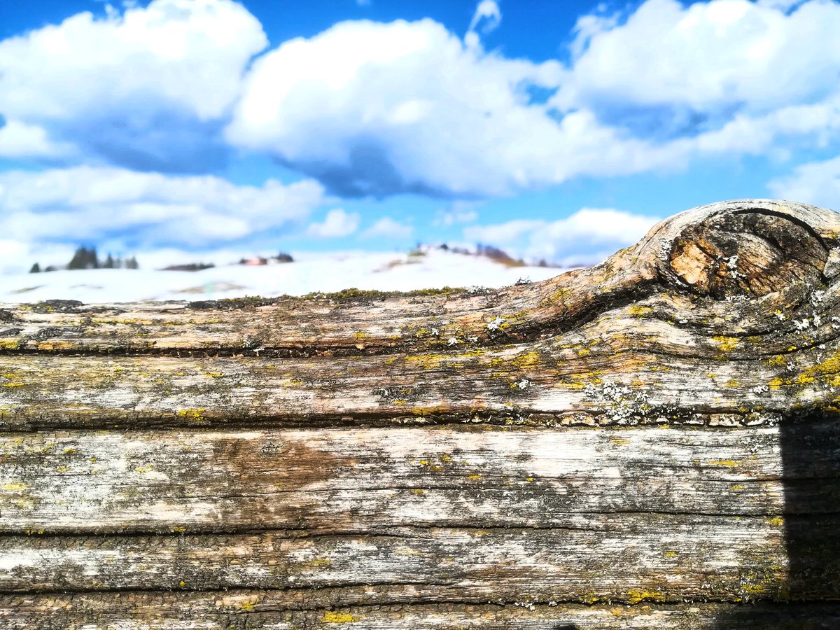 FloraGreenFauna's tweet photo. ...the importance of closeup...📷
#naturelovers #natureshots #closeup #recoaro #italiannature https://t.co/oUthvjGxuQ