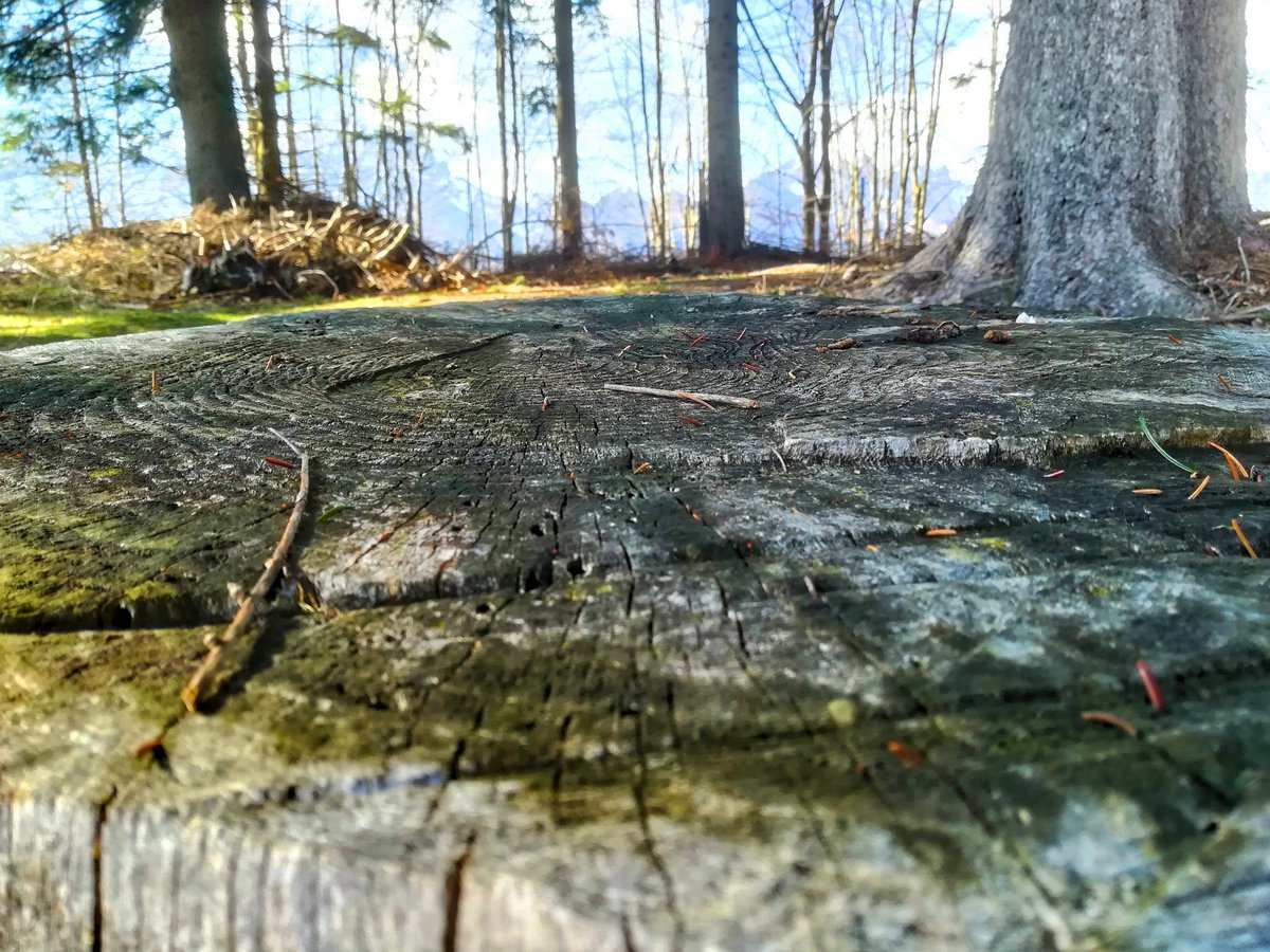 FloraGreenFauna's tweet photo. ...the importance of closeup...📷
#naturelovers #natureshots #closeup #recoaro #italiannature https://t.co/oUthvjGxuQ