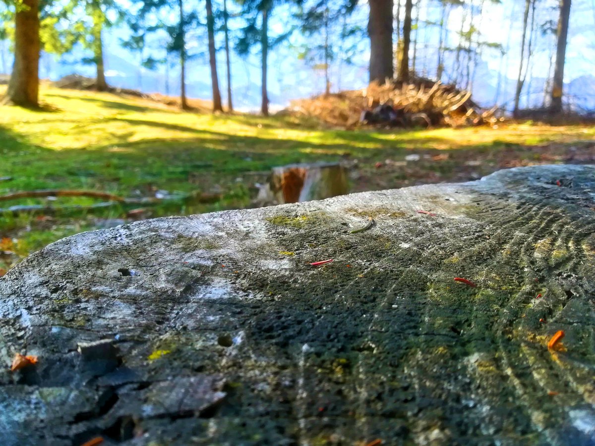 FloraGreenFauna's tweet photo. ...the importance of closeup...📷
#naturelovers #natureshots #closeup #recoaro #italiannature https://t.co/oUthvjGxuQ