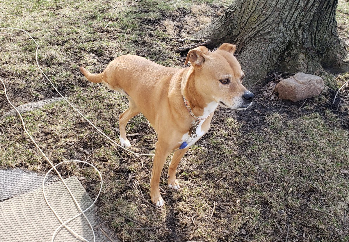 vaillan2's tweet photo. @TheGoldenRatio4 Happy Tri-pawed day, Hops!
Carrie says "Have a good run today and show 'em how it's done. I almost caught a squirrel last week!" https://t.co/bN69jD6cOA