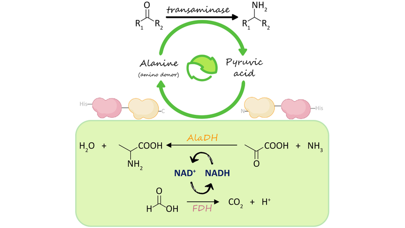 ChemBioChem's tweet photo. Fusion of Formate Dehydrogenase and Alanine Dehydrogenase as an Amino Donor Regenerating System Coupled to Transaminases (Paradisi) @DCBPunibern @ParadisiResLab @Valeneesan @anabel_gzl #openaccess https://t.co/6c2DD1zZef https://t.co/jVcGdPyijm