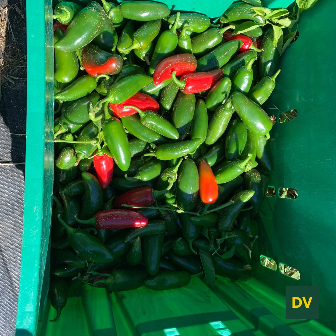 DVFSchool tweet media