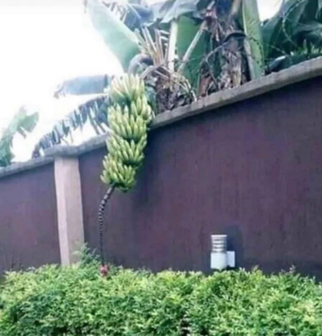 Naija_PR's tweet photo. Who owns those Bananas? You or your neighbor??? https://t.co/wALxrZdlZZ