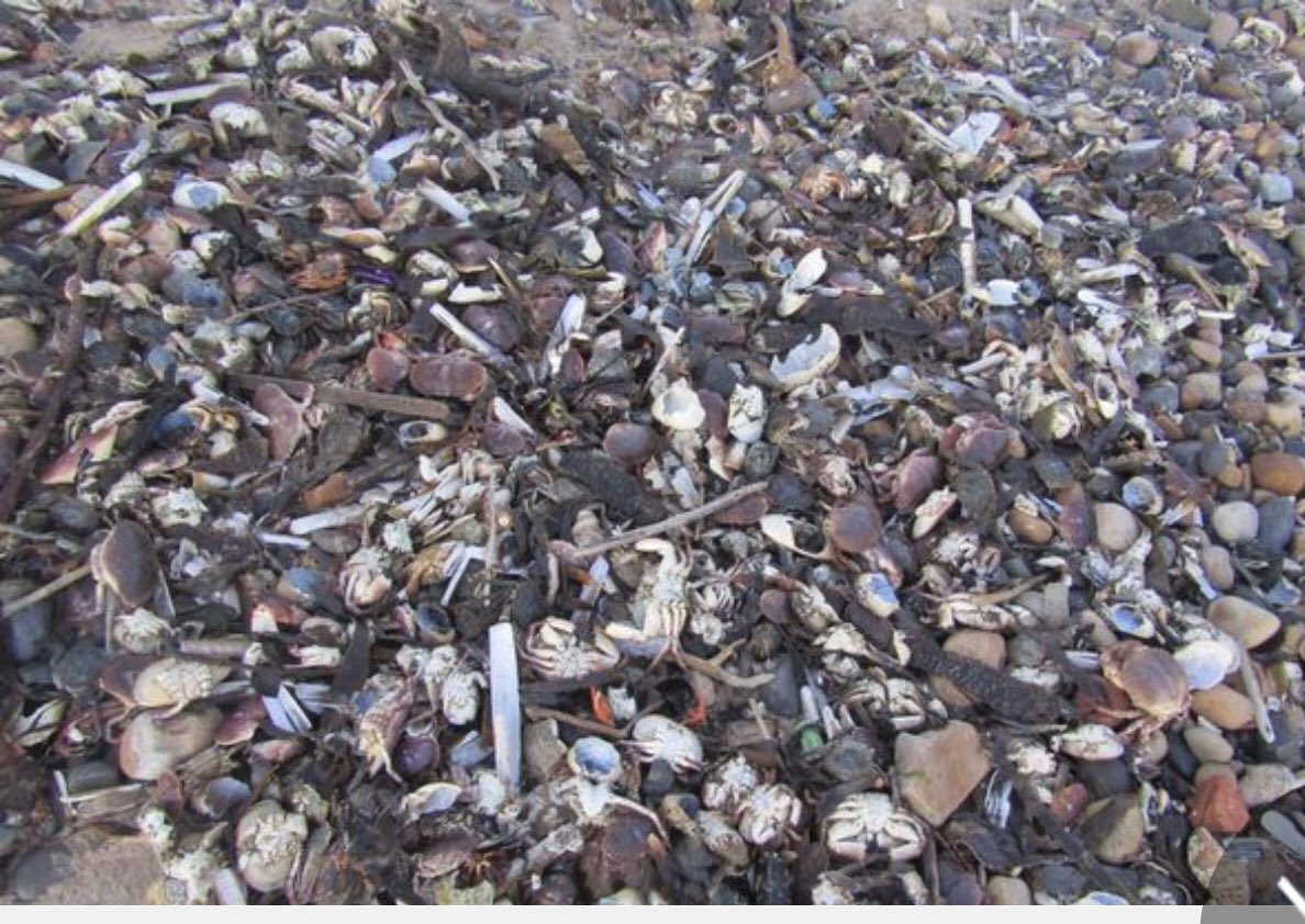 MarkMur39022922's tweet photo. @Mike_Fabricant Here’s a picture from the coast of Whitby, Yorkshire. Millions of dead fish, crustaceans and seals. All because the Tories flagship Freeport. Toxic waste dredged from the Tees and dumped into the North Sea. Another Tory disaster. https://t.co/KSY5ywmkAi