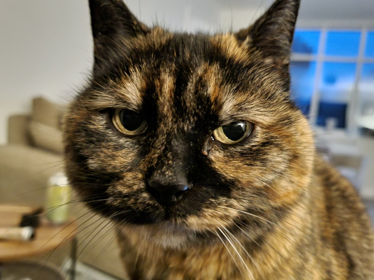 AdlingtonBeerC's tweet photo. She ain't sad, she is just thoughtful #BigCheeks #SmallEars https://t.co/c5dZyUKoaQ