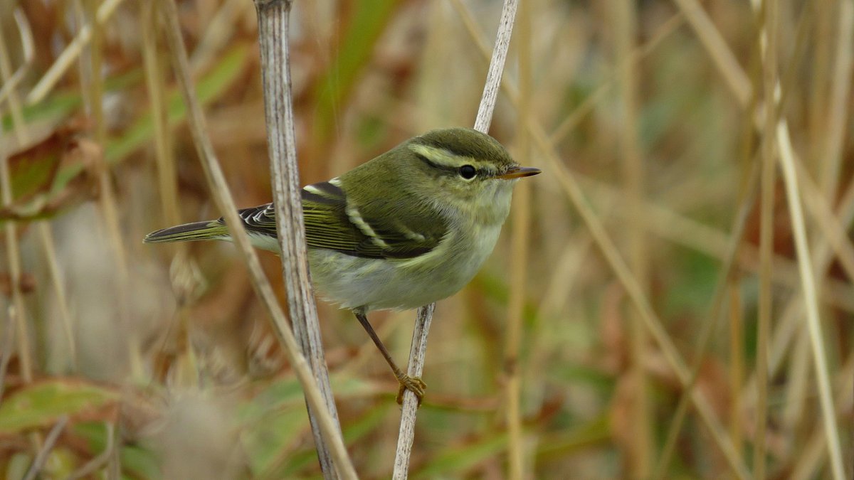 PoppylandNature's tweet photo. A freshly arrived Yellow-browed Warbler on the clifftop at Trimingham this afternoon before it quickly headed off to find shelter from the wind and approaching rain. https://t.co/4riqMoOOL4