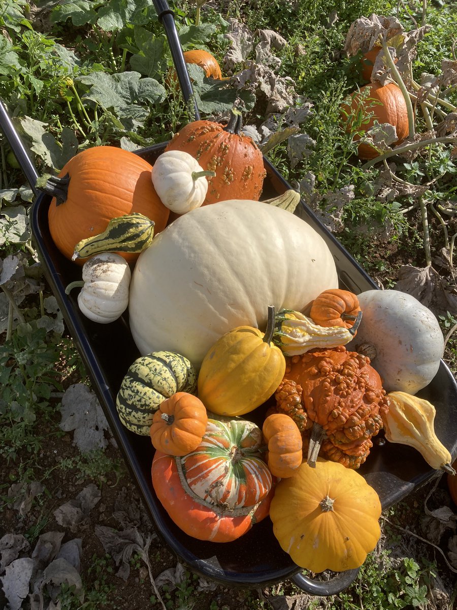 Coleby PYO Pumpkins tweet media