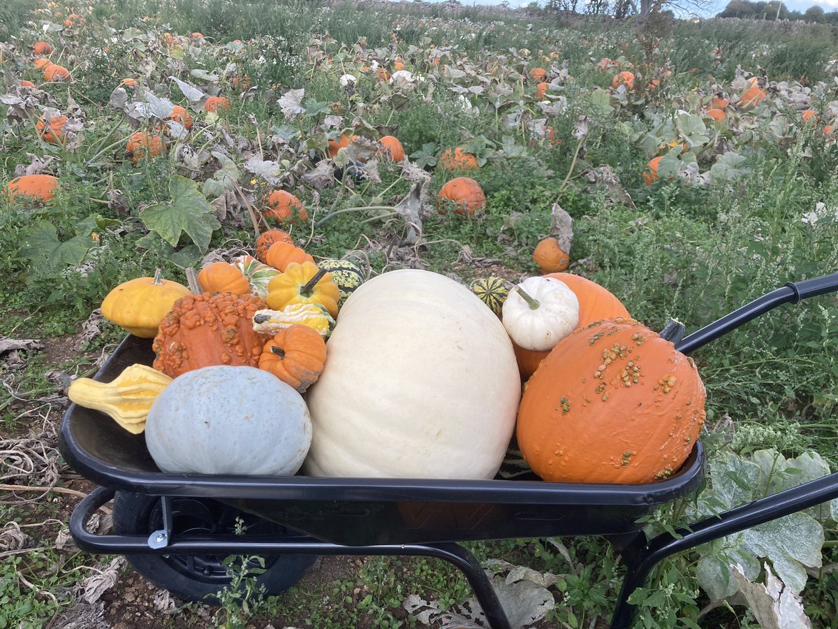 Coleby PYO Pumpkins tweet media
