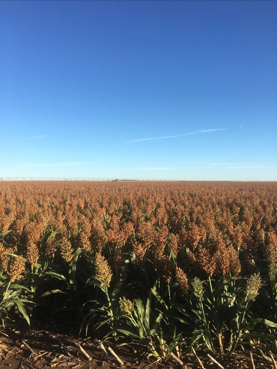 September Wrap-Up | Sorghum Industry Awarded $65 Million Climate-Smart Grant, Last Chance to Join Defense of Atrazine, Agronomy Tips for Harvest Time - mailchi.mp/456d0b302e2a/n…