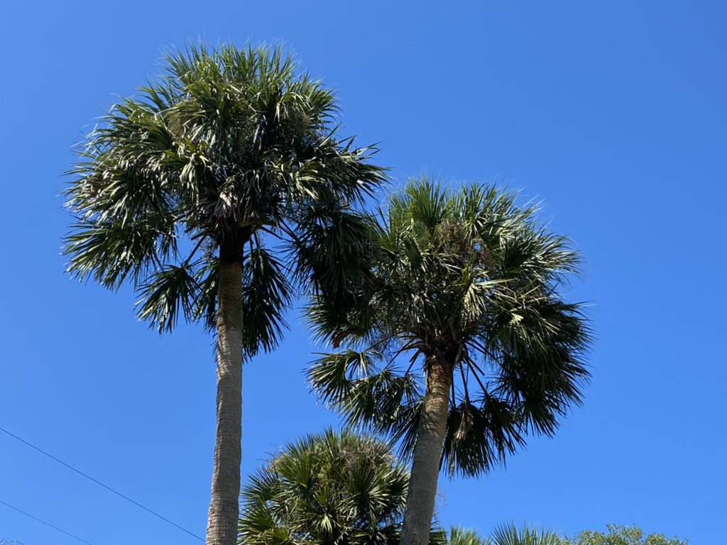 CindyJurie's tweet photo. One of the few upsides to these tropical systems that make #FloridaLife a challenge is the day after, it’s often clear, blue skies with lower humidity as the storm pulls the moisture into their system.
#SmallGraces https://t.co/fnm2Lf9ksL